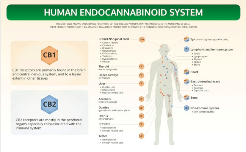 What is CBD (Cannabidiol)?