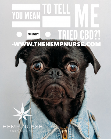 Get at me Dog – With Pet CBD Oil