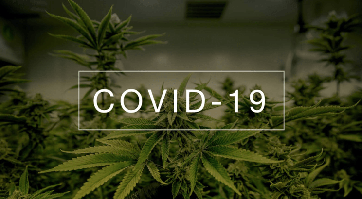 CBD and COVID-19 Forbes